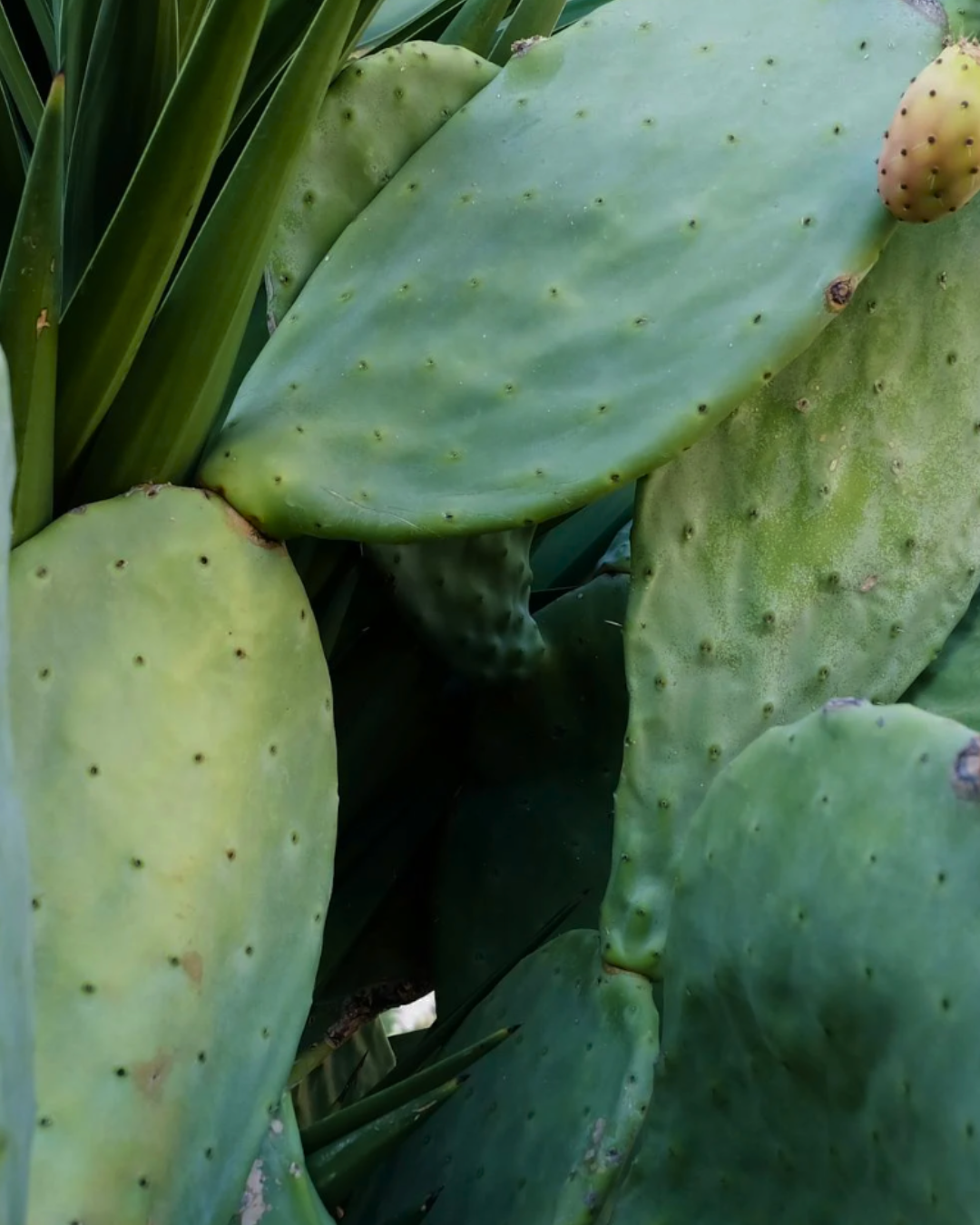 Prickly Pear Face Serum