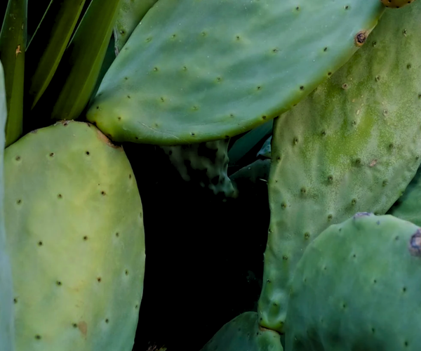 Huile de pépin de figue de Barbarie