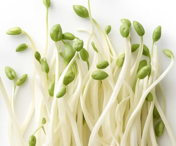 Glycine de Soja (huile de soja)