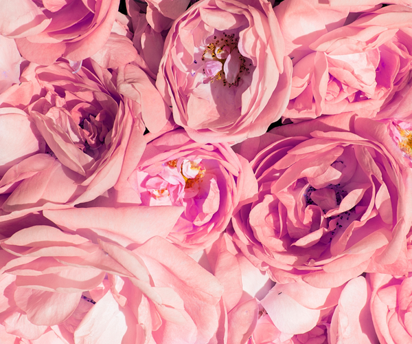 Eau et Huile de Rose