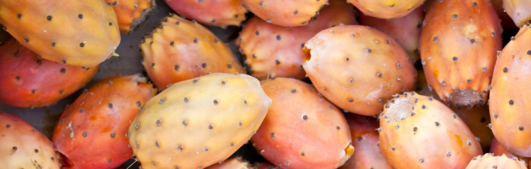 Actif : Figue de barbarie