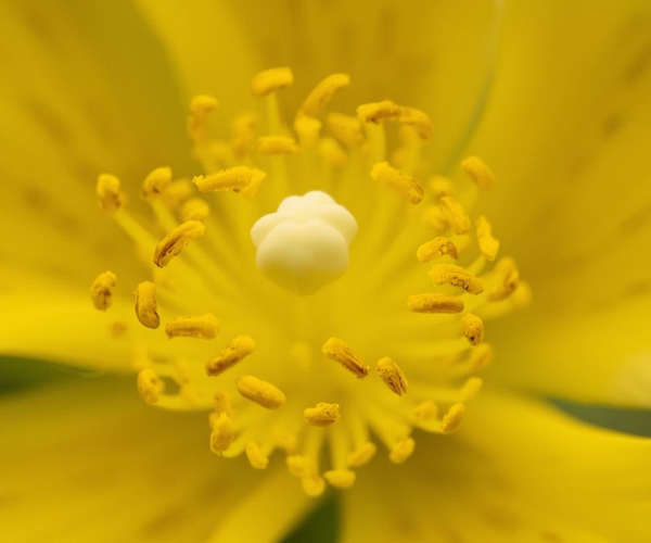 Ylang-Ylang